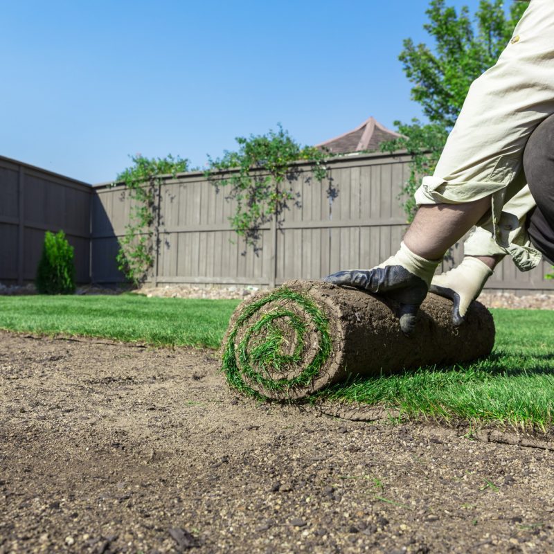 how to care for new sod