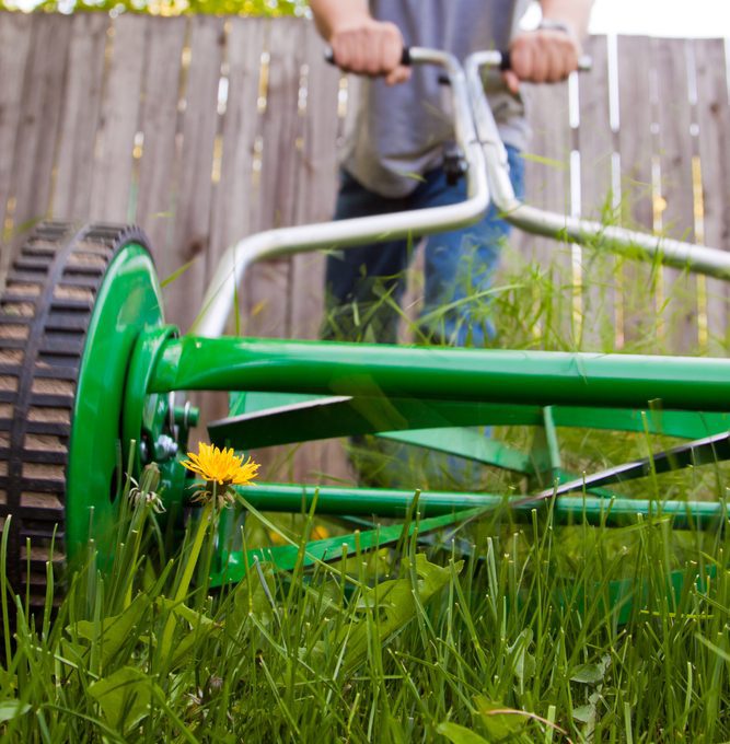 removing dandelions with a lawn mower