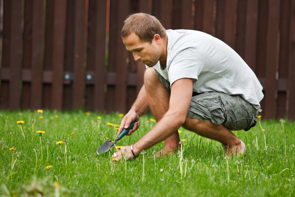 Person removing dandelions from lawn