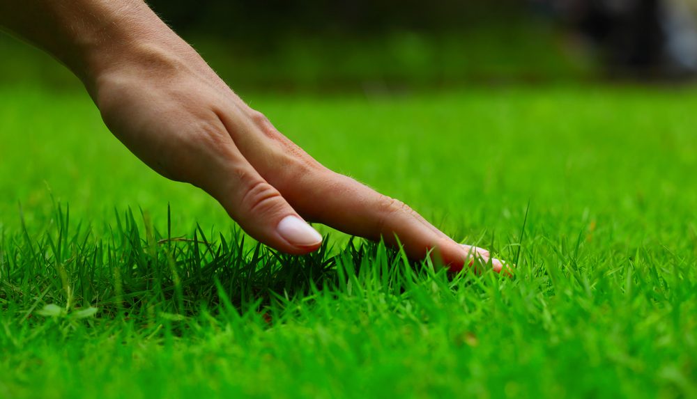 Benefits of overseeding your lawn