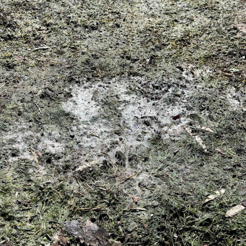 Patches of snow mould on grass of lawn.