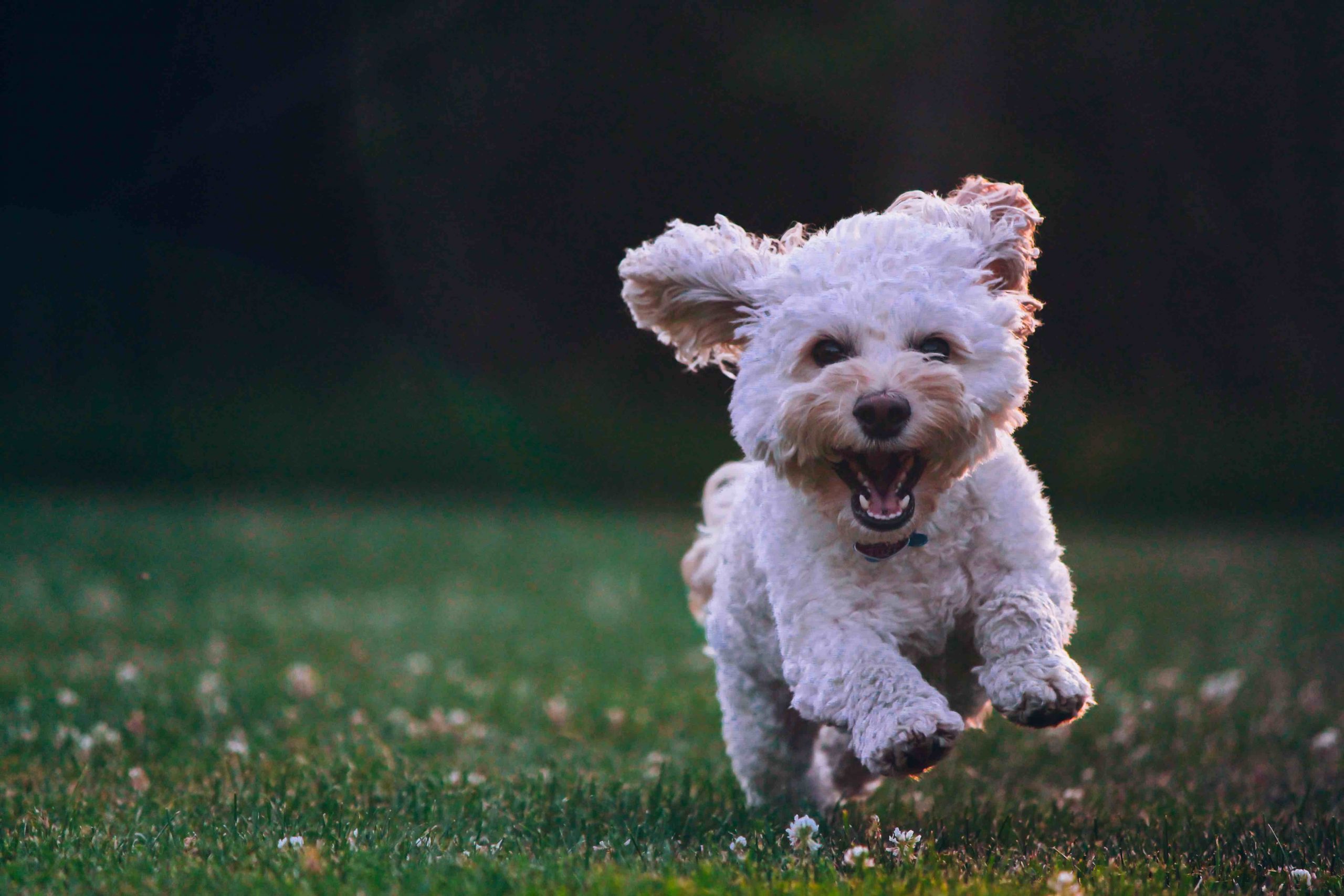 White dog enjoying spending time on his pet-friendly lawn.